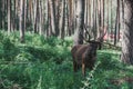 Mountain deer in the forest among the grass