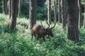 Mountain deer in the forest among the grass