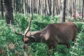 Mountain deer in the forest among the grass