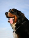 Mountain dog Royalty Free Stock Photo