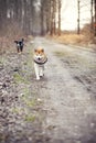 Mountain dog and shiba inu running Royalty Free Stock Photo
