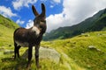 Mountain donkey on green field Royalty Free Stock Photo