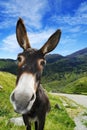 Mountain donkey on green field