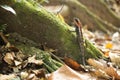 Mountain Dragon in Khao Yai national park