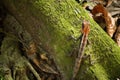 Mountain Dragon in Khao Yai national park