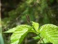 Mountain dragonfly on raspberry leaf