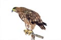 Mountain eagle Royalty Free Stock Photo