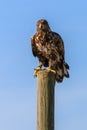 Mountain eagle sitting on a pole Royalty Free Stock Photo