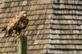 Mountain eagle sitting on a pole Royalty Free Stock Photo