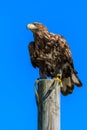 Mountain eagle sitting on a pole Royalty Free Stock Photo