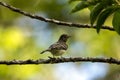 Mountain elaenia, Elaenia frantzii, in a tree Royalty Free Stock Photo