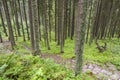 Empty mountain path - Tatra, Poland. Royalty Free Stock Photo