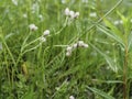 Mountain everlasting, Antennaria dioica blooming