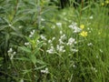 Mountain everlasting, Antennaria dioica blooming