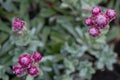 Mountain Everlasting Antennaria dioica Alex Duguid, flower top view