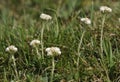 Mountain Everlasting