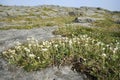 Mountain Everlasting