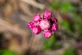 Mountain everlasting