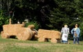 Of the mountain everyday life simulation near the town of Neckarsteinach in Germany