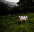 Mountain Ewes Royalty Free Stock Photo