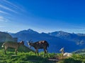 Mountain farm goats in the french alps.