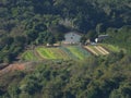 Mountain farm sorted vegetables view