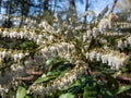 Mountain fetterbush or mountain andromeda with erect or just slightly nodding panicles of white urn-shaped