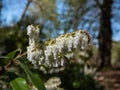 Mountain fetterbush or mountain andromeda (pieris floribunda) with slightly nodding panicles of white flowers