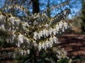 Mountain fetterbush or andromeda (pieris floribunda) with erect or just slightly nodding panicles of white urn-shaped