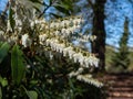 Mountain fetterbush or andromeda (pieris floribunda) with erect or just slightly nodding panicles of white flowers