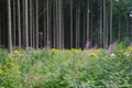 Mountain Fir Forest With Flowers During Summer