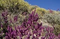 Mountain Flora with blue sky in the background. Purple and yellow flowers. Royalty Free Stock Photo