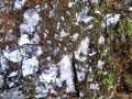Abstract natural background of a white rock surface covered with lichen and moss. Royalty Free Stock Photo