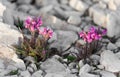 Mountain flora from the Dolomites - ITALY