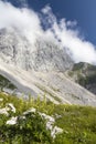 Mountain flora near Mangart, Triglav national park, Julian Alps, Slovenia