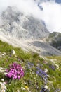 Mountain flora near Mangart, Triglav national park, Julian Alps, Slovenia