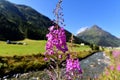 Mountain flora in Trisanna Vally - Galtur