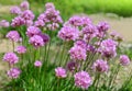 Mountain flower Armeria Alpina close up.