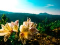 mountain flower blue sky Royalty Free Stock Photo