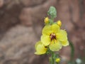 Yellow, white and purple mountain flower, Prades, Tarragona, Spain, Europe