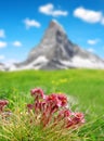 Mountain flower houseleek Sempervivum in Swiss alps Royalty Free Stock Photo