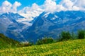 Mountain flower meadow in Alps, Switzerland