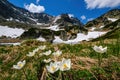 Mountain flower meadow in springtime. Pulsatilla alpina.