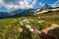 Mountain flower meadow in springtime. Pulsatilla alpina. Spring flowers on the background of rocky mountains. Royalty Free Stock Photo