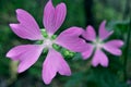 Mountain flower.