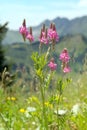 Mountain flower with small pink blooms