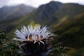 mountain flower Royalty Free Stock Photo