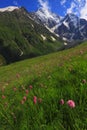Mountain flowers Royalty Free Stock Photo