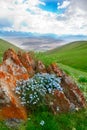 Mountain flowers