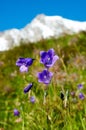 Mountain flowers